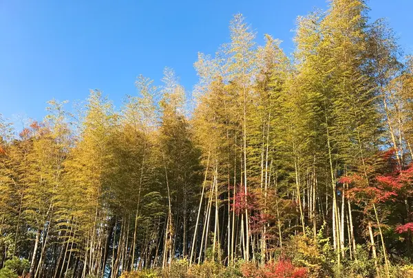 うぐいす谷温泉 竹の葉の写真・動画_image_102230