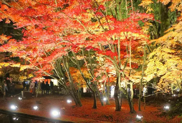 曽木公園の写真・動画_image_102313