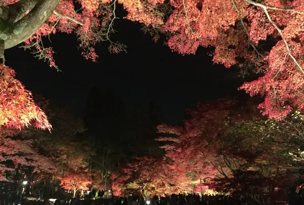 曽木公園の写真・動画_image_102360