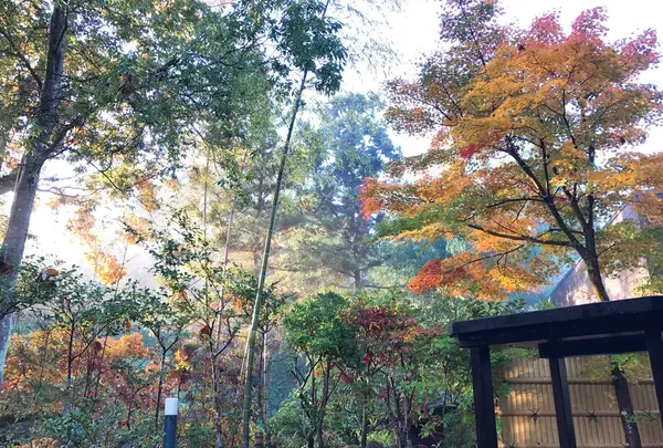 うぐいす谷温泉 竹の葉の写真・動画_image_102524