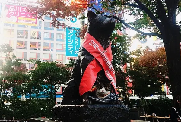 その時々で変身するハチ公🐶！