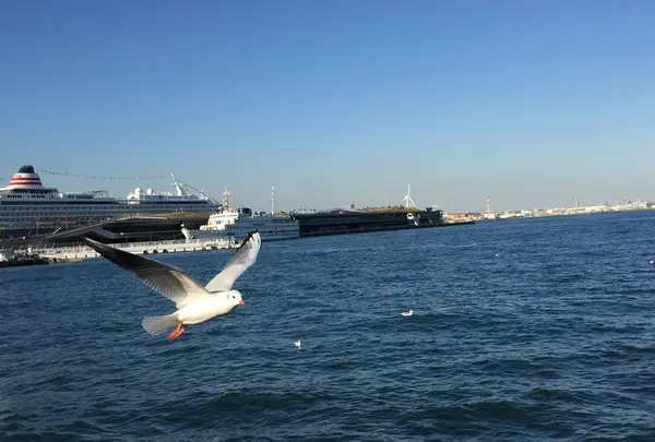 山下公園の写真・動画_image_102727