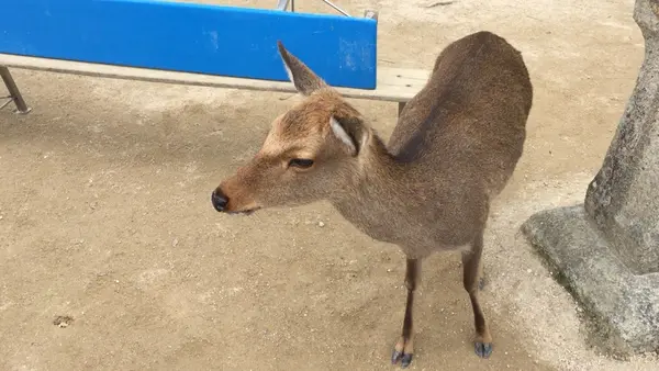 厳島神社の写真・動画_image_102823