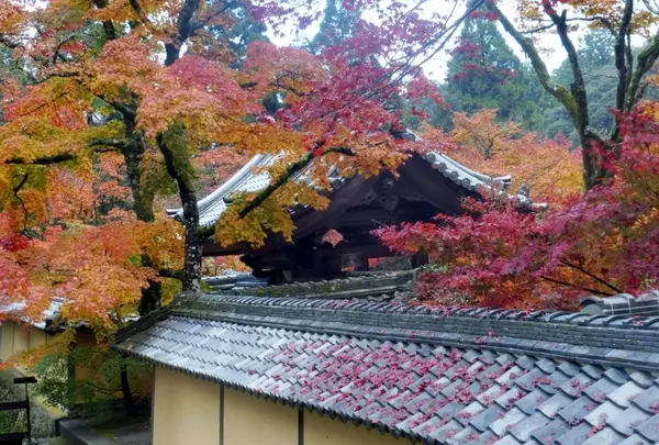 西明寺の写真・動画_image_102855
