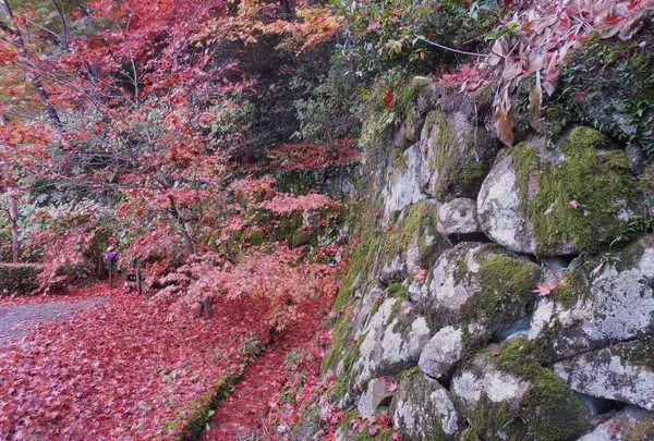 金剛輪寺の写真・動画_image_102857