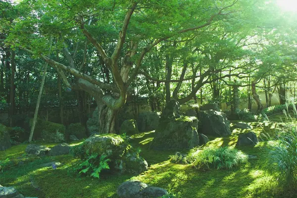法輪寺(だるま寺)の写真・動画_image_102876