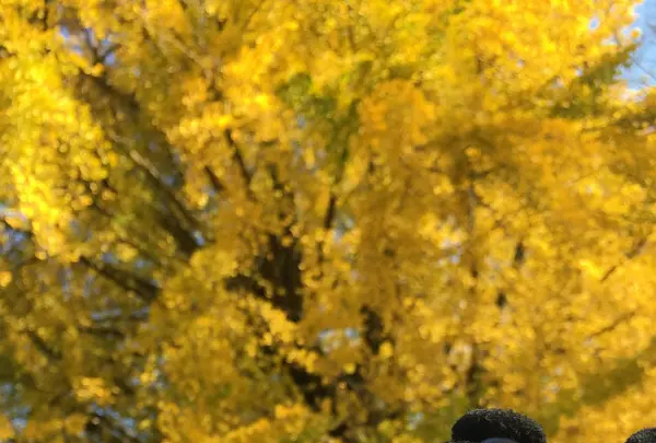 阿蘇フォークスクールの写真・動画_image_103003