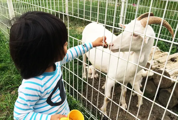 くじゅう・わいた展望公園の写真・動画_image_103006