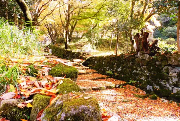 百済寺の写真・動画_image_103132