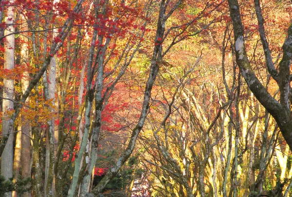 鶏足寺（旧飯福寺）の写真・動画_image_103314