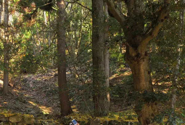鶏足寺（旧飯福寺）の写真・動画_image_103315