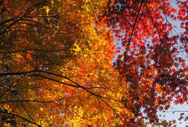 石道寺の写真・動画_image_103319
