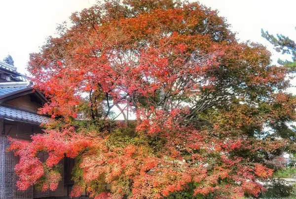 料理旅館白梅の写真・動画_image_103413