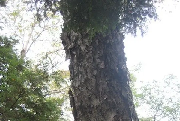 上高地の写真・動画_image_104178
