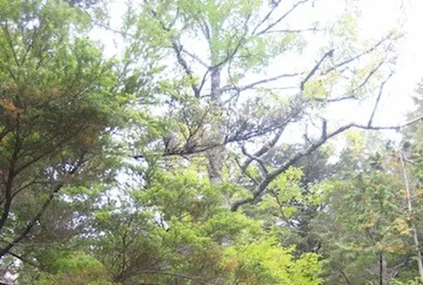 上高地の写真・動画_image_104193