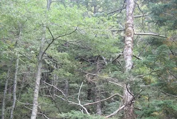 上高地の写真・動画_image_104205