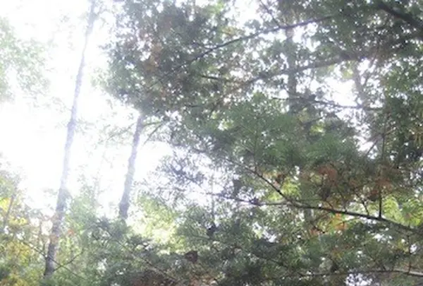 上高地の写真・動画_image_104213