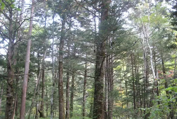 上高地の写真・動画_image_104221