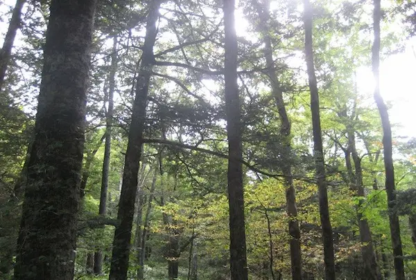 上高地の写真・動画_image_104229
