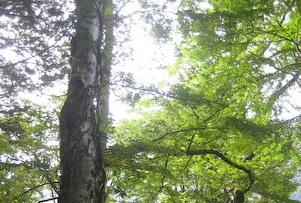 上高地の写真・動画_image_104231
