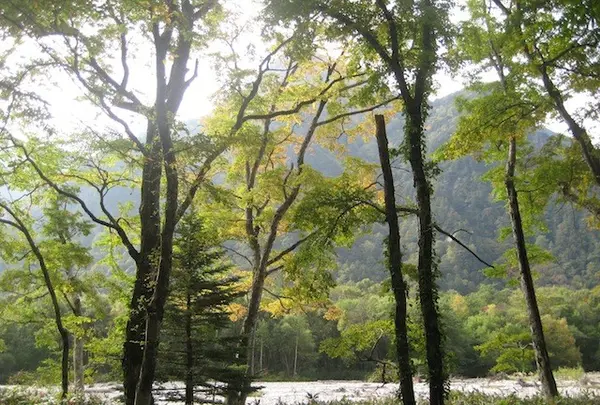 上高地の写真・動画_image_104232
