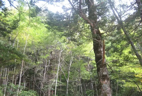 上高地の写真・動画_image_104234