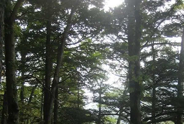 上高地の写真・動画_image_104237