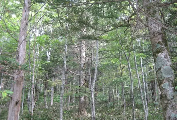 上高地の写真・動画_image_104238