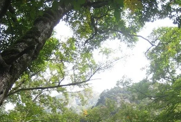 上高地の写真・動画_image_104250
