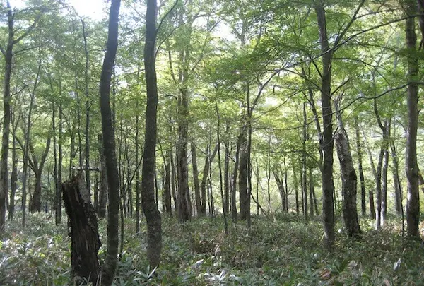 上高地の写真・動画_image_104253
