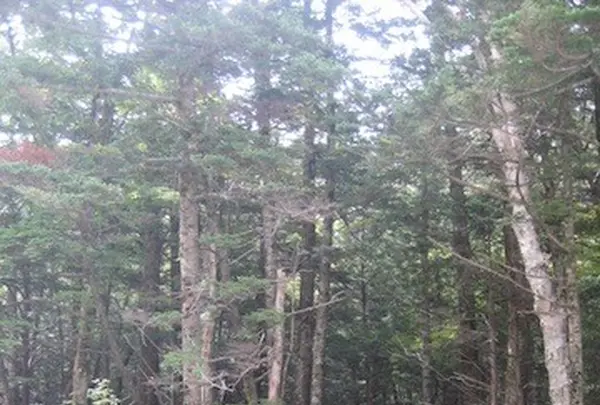 上高地の写真・動画_image_104256