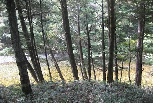 上高地の写真・動画_image_104258