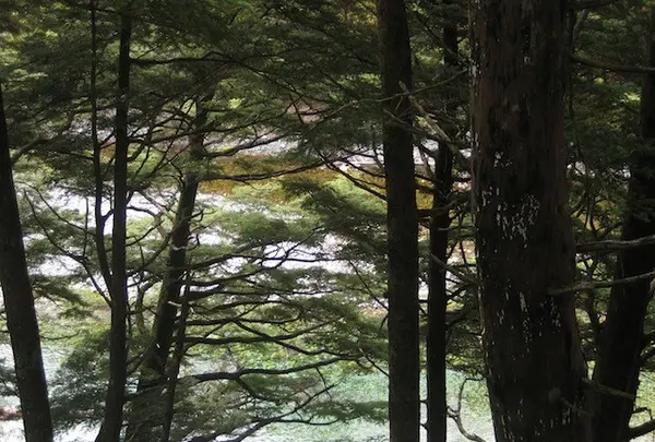 上高地の写真・動画_image_104260