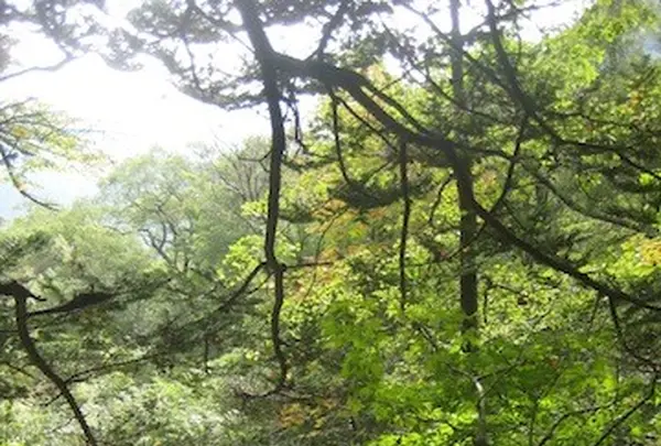 上高地の写真・動画_image_104264
