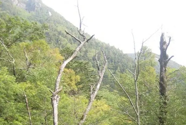 上高地の写真・動画_image_104269
