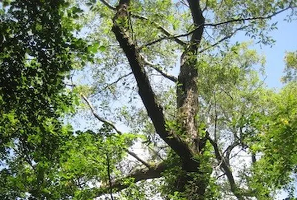 上高地の写真・動画_image_104297