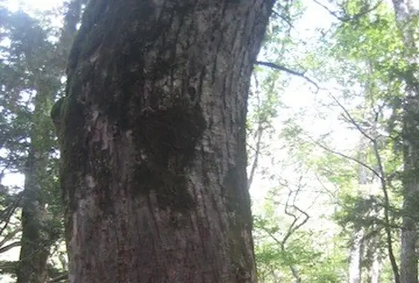 上高地の写真・動画_image_104307