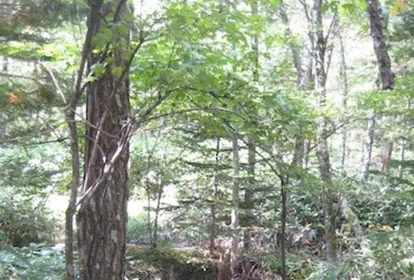 上高地の写真・動画_image_104336