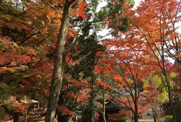 定光寺の写真・動画_image_104375