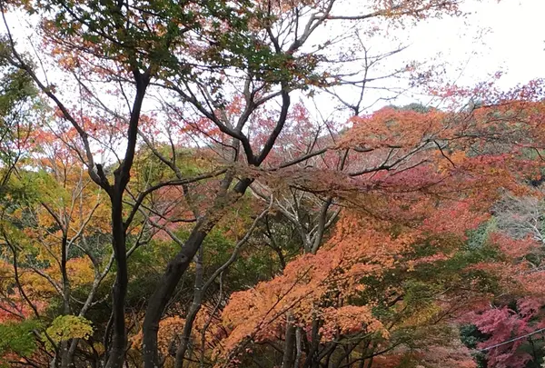 寂光院の写真・動画_image_104382