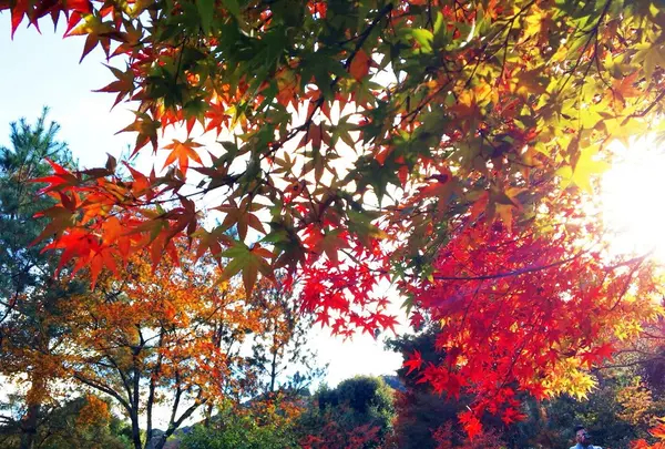 天龍寺の写真・動画_image_104472