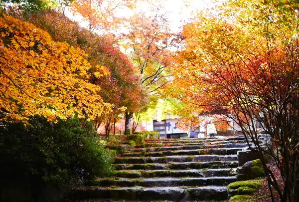 高源寺の写真・動画_image_104509