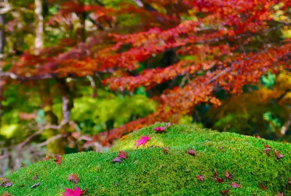 高源寺の写真・動画_image_104510