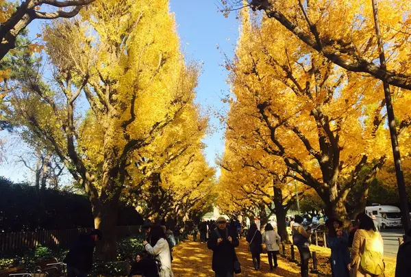 明治神宮外苑いちょう並木の写真・動画_image_104517