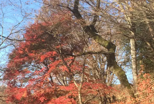吉祥寺の写真・動画_image_104613