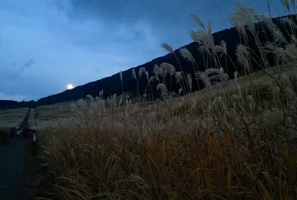 仙石原湿原植物群落の写真・動画_image_104696