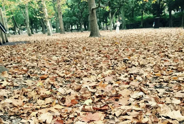 蘆花恒春園の写真・動画_image_104823