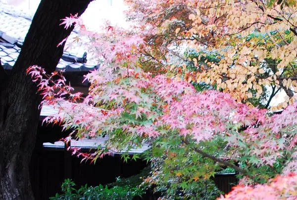 旧安田楠雄邸庭園の写真・動画_image_105082