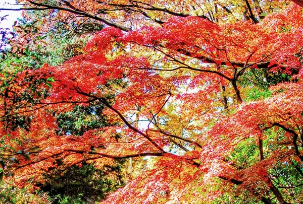 六義園の写真・動画_image_105084