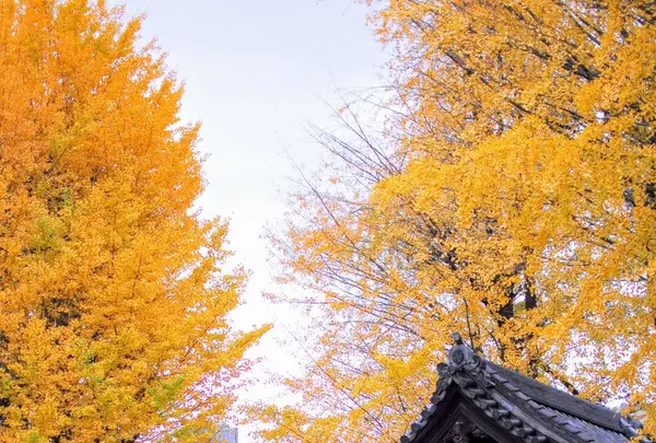 根津神社の写真・動画_image_105108